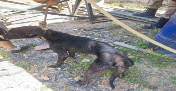Cachorro vítima de maus-tratos em Laurentino.