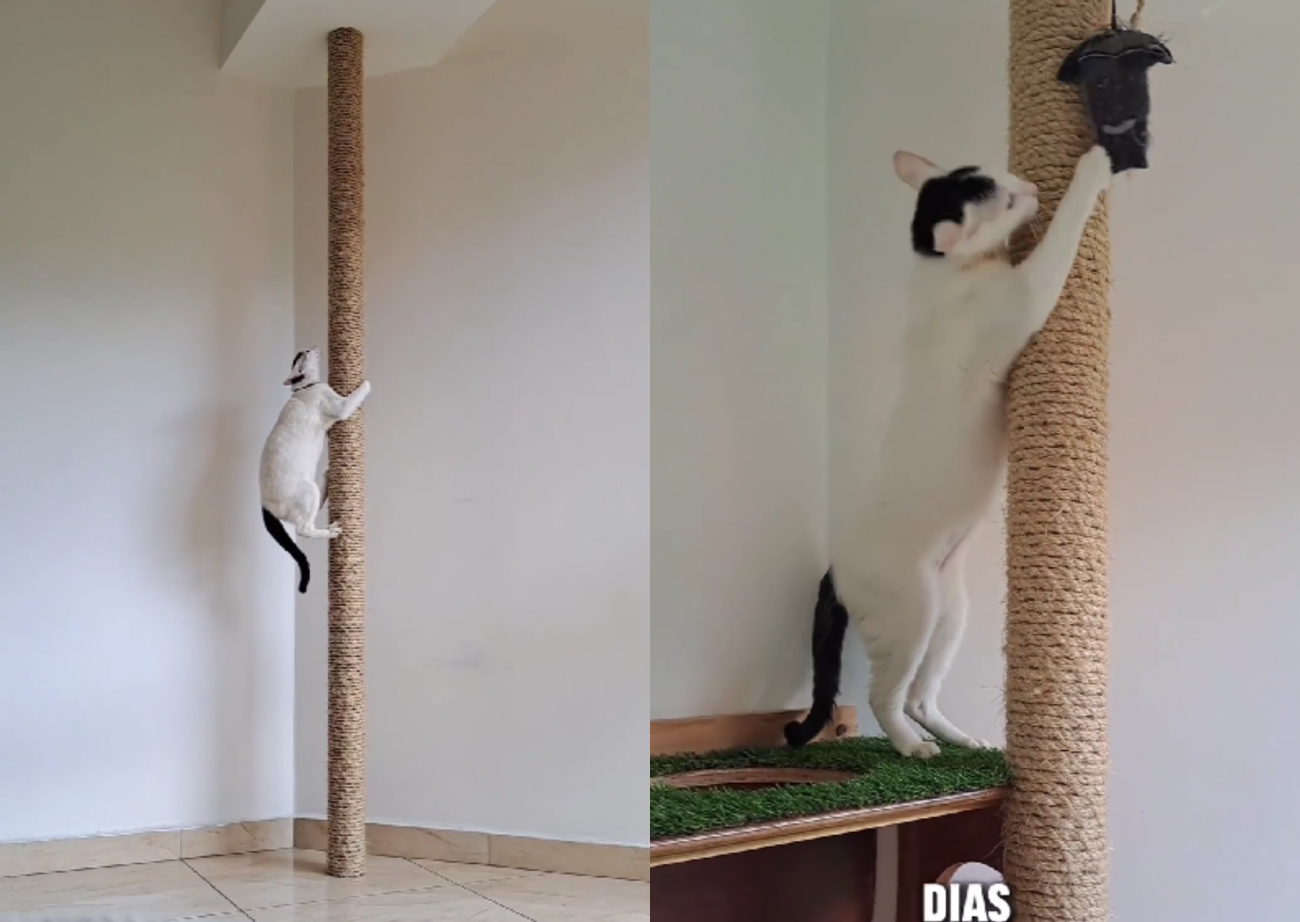 “Best Investment”: the owner earned 3 million cat scratching posts by spending only 30 reais;  image of a cat playing with a scratching post