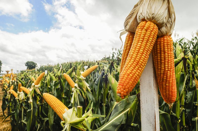 25 milh&otilde;es de espigas anuais abastecem praias e cidades – Foto: Divulga&ccedil;&atilde;o