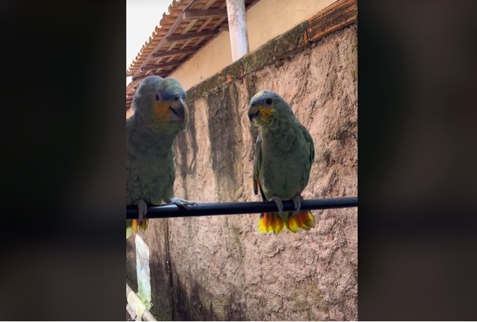 V&iacute;deo dos papagaios conta com mais de 7 milh&otilde;es de visualiza&ccedil;&otilde;es – Foto: Reprodu&ccedil;&atilde;o/TikTok