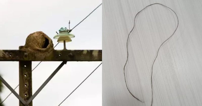 P&aacute;ssaro deixa quase 7 mil unidades sem energia no Sul de SC – Foto: Reprodu&ccedil;&atilde;o/ND