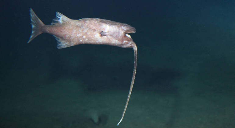 Exotic fish swimming upside down 