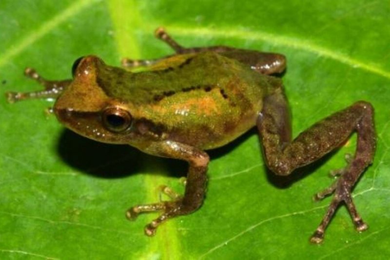 A perereca do gênero Pristimantis habita o ecossistema de florestas da Amazônia peruana 