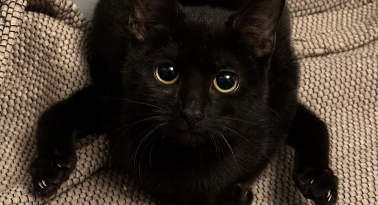 Phoebe nasceu sem o quadril, o que deixa suas patas traseiras ao contr&aacute;rio – Foto: Reprodu&ccedil;&atilde;o/gofundme.com/ND