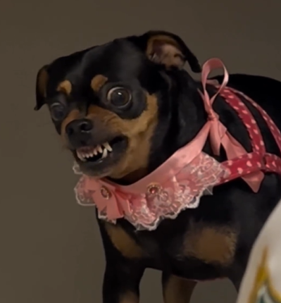 Pinscher raivosa se recusa a ser medicada e vídeo viraliza 