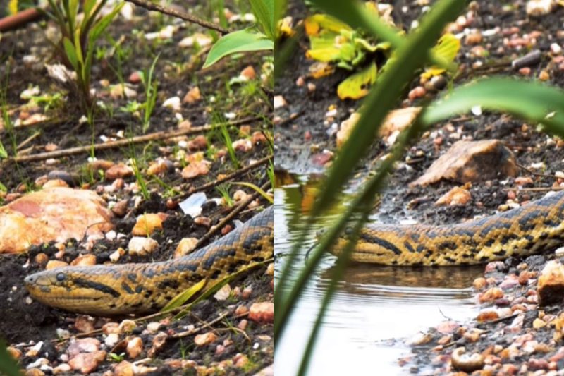 Yellow anaconda passes through the Pantanal and disappears into the river