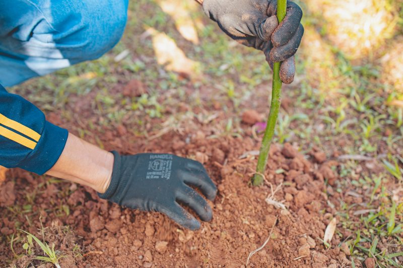 Grupo ND é responsável pelo plantio de centenas de árvores como forma de compensar a emissão de gás carbônico.