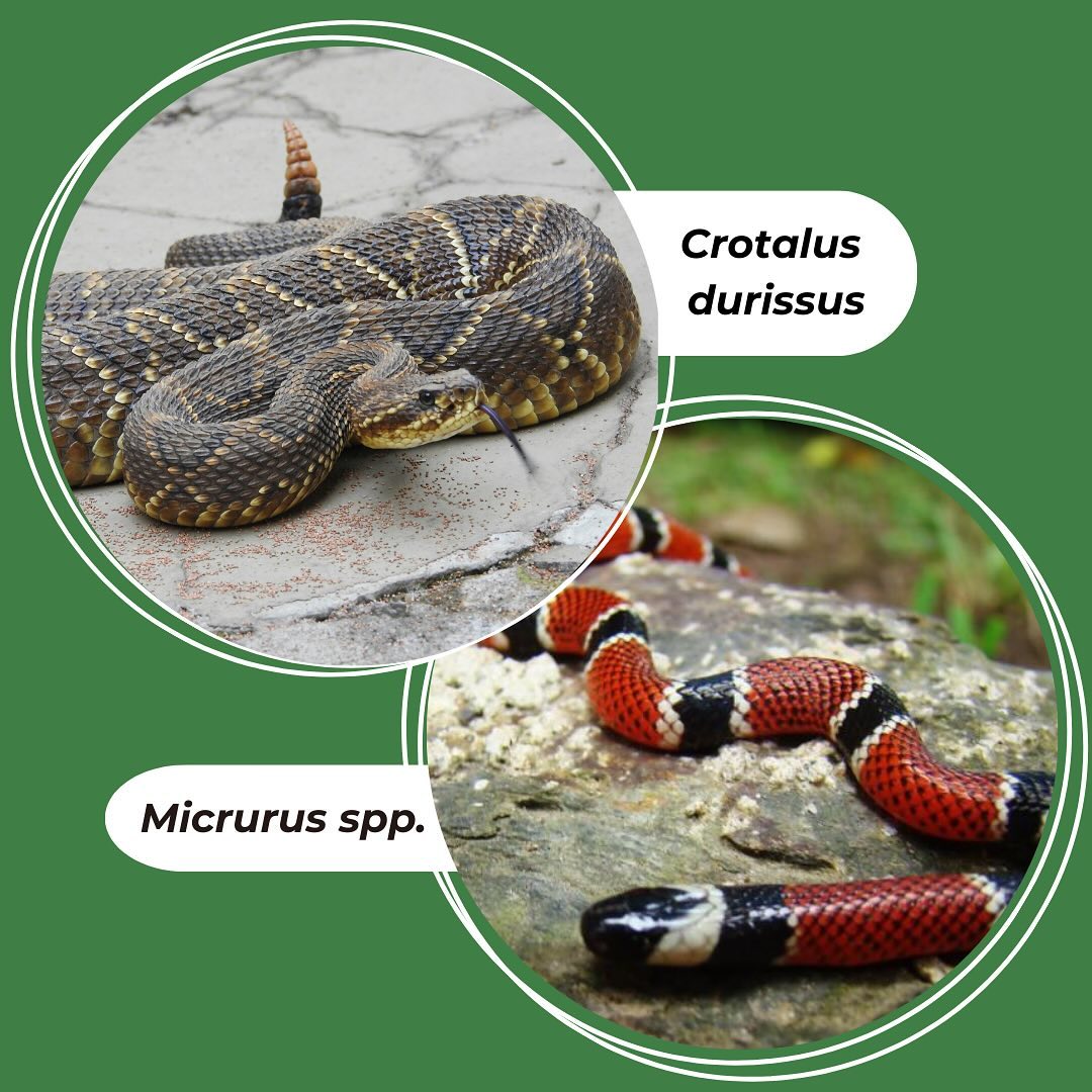 Rattlesnake and coral - @ufscsustentavel/Reproduction/ND