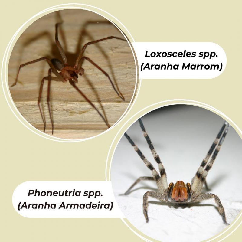 Arms and brown spiders are two species of medical interest in the state.  Photo: @ufscsustentavel/Reproduction/ND
