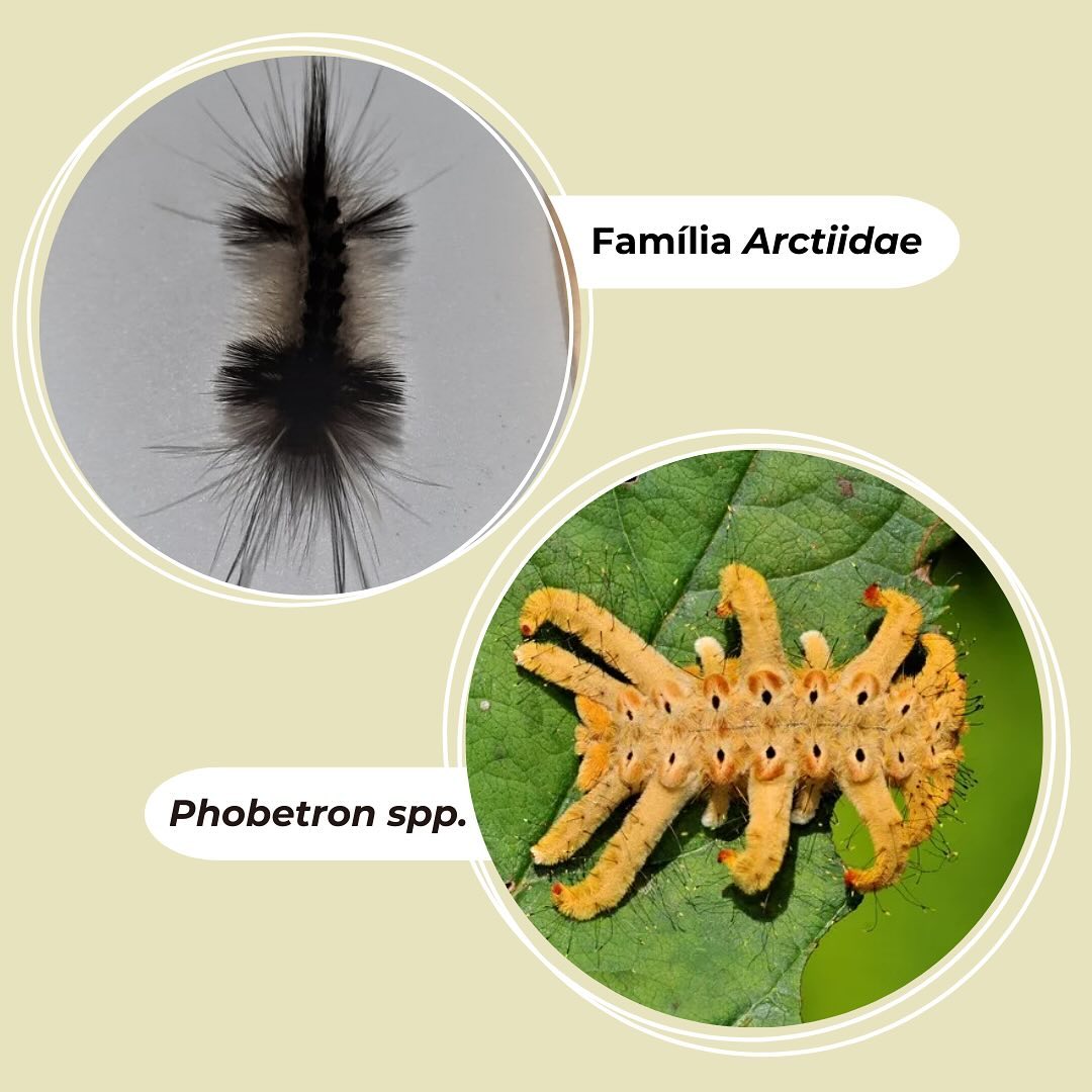Family Arctiidae and spider caterpillar - @ufscsustentavel/Reproduction/ND