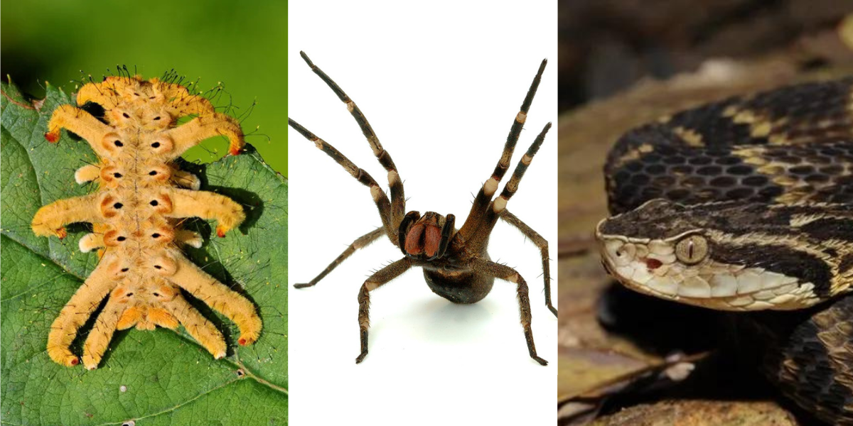 Lagarta de fogo, Insects & Spiders, Animals