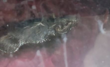 Roedor assusta moradora ap&oacute;s nadar em suas roupas – Foto: Reprodu&ccedil;&atilde;o Internet/ ND