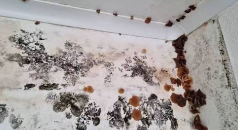 Poop and mold invaded man's home