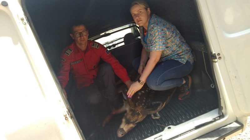 Espécie indiana conhecida como "Chital", o cervo foi resgatado na manhã de quinta-feira (7), com ferimentos graves em uma das patas 