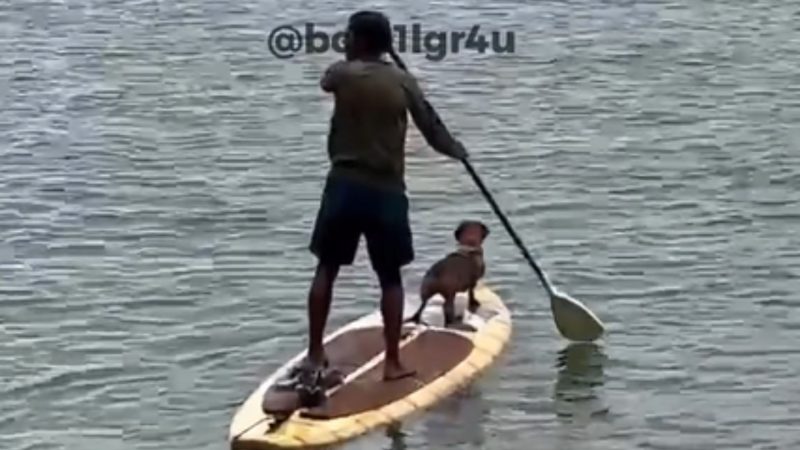 A sausage dog on a board with his owner pushing the board with a paddle, practicing paddleboarding in the sea