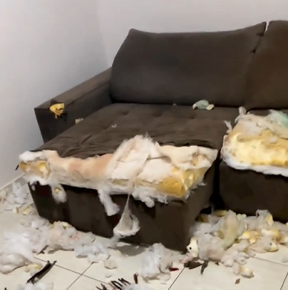 Vira-lata arteiro destrói sofá enquanto a dona estava trabalhando - Foto: JuliaCarvalho/Reprodução
