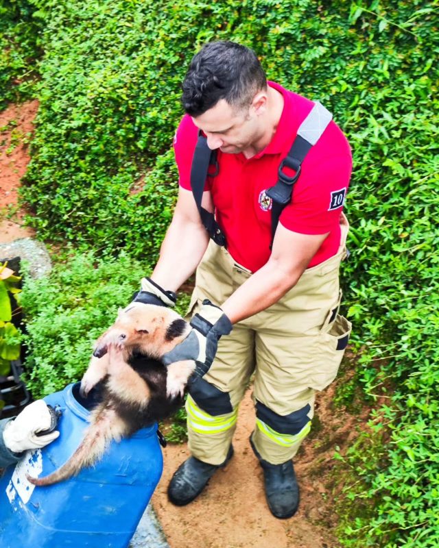 Volunteer firefighters were called to rescue the animal early Tuesday morning (5)