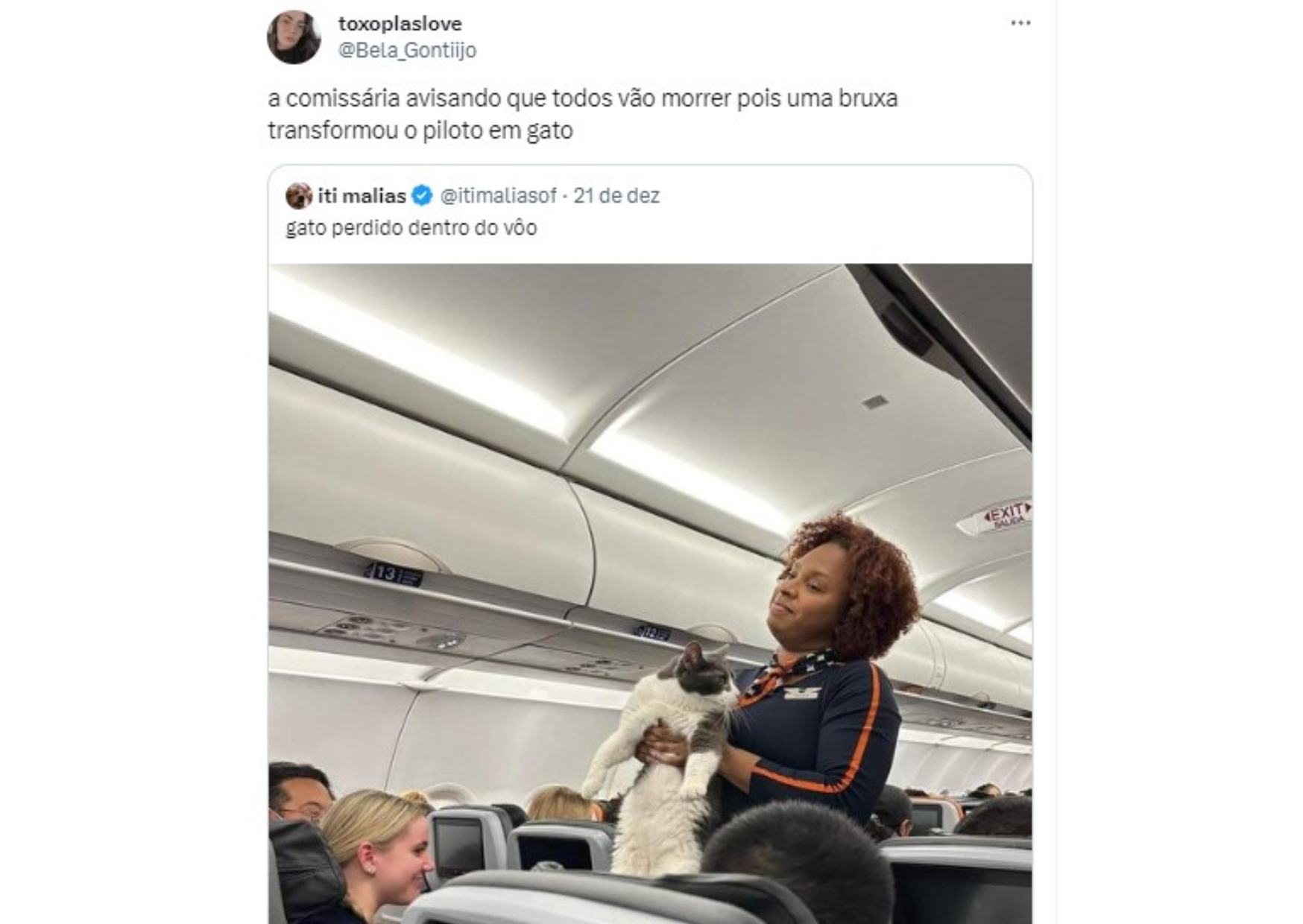 Conjurando o caos: a mágica e caótica 'trend da bruxa' que une animais e absurdos 