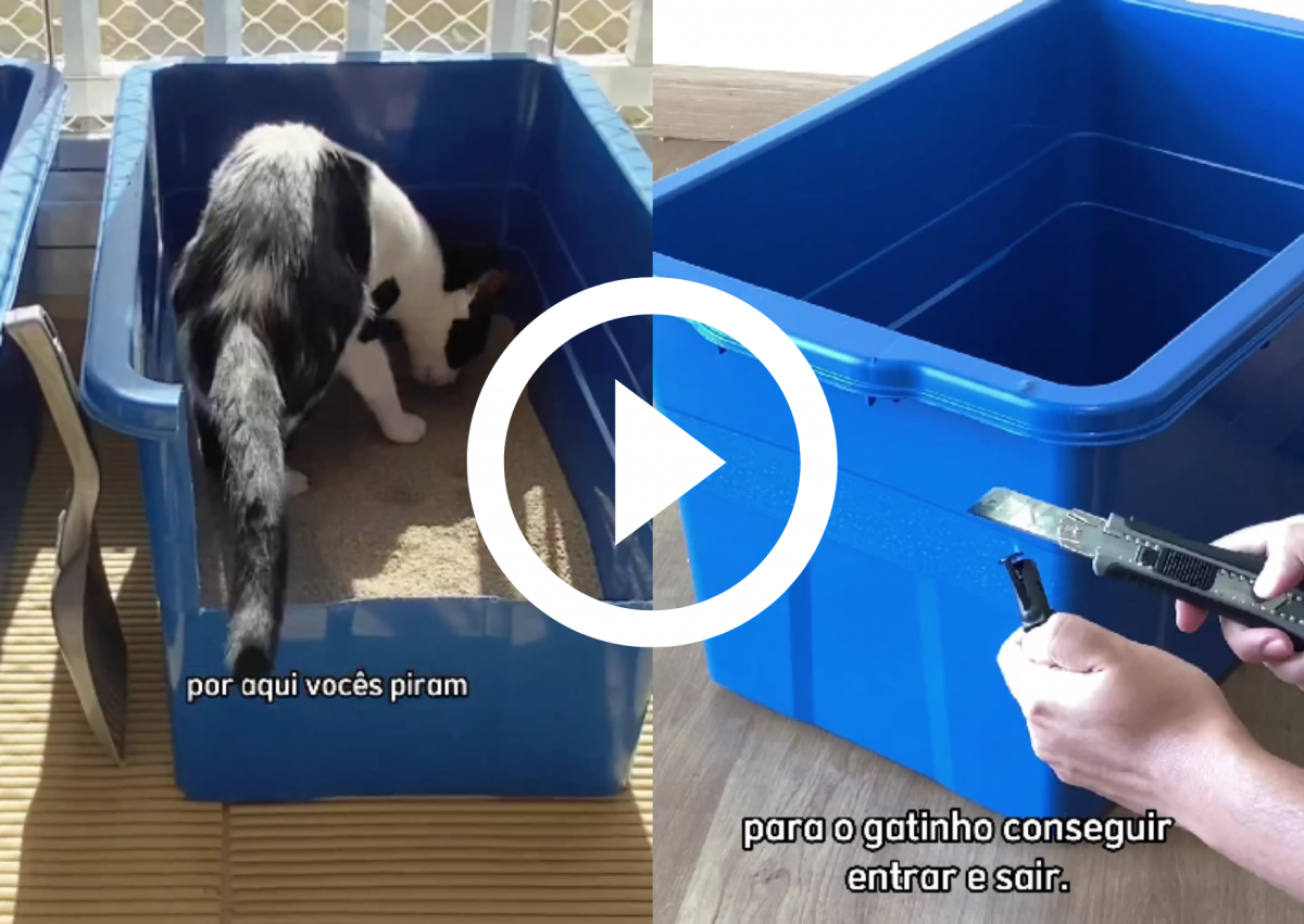 tutora-inova-com-caixa-de-areia-para-gatos-com-apenas-r-60