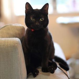 Vaquinha para tratamento de Phoebe foi um sucesso e valor arrecadado j&aacute; ultrapassou a meta estipulada – Foto: Reprodu&ccedil;&atilde;o/FACEBOOK SEVERNVALLEYRESCUE/ND