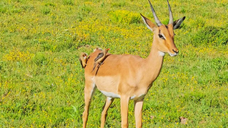 Oxpecker stole impala hair to build nest in South Africa 