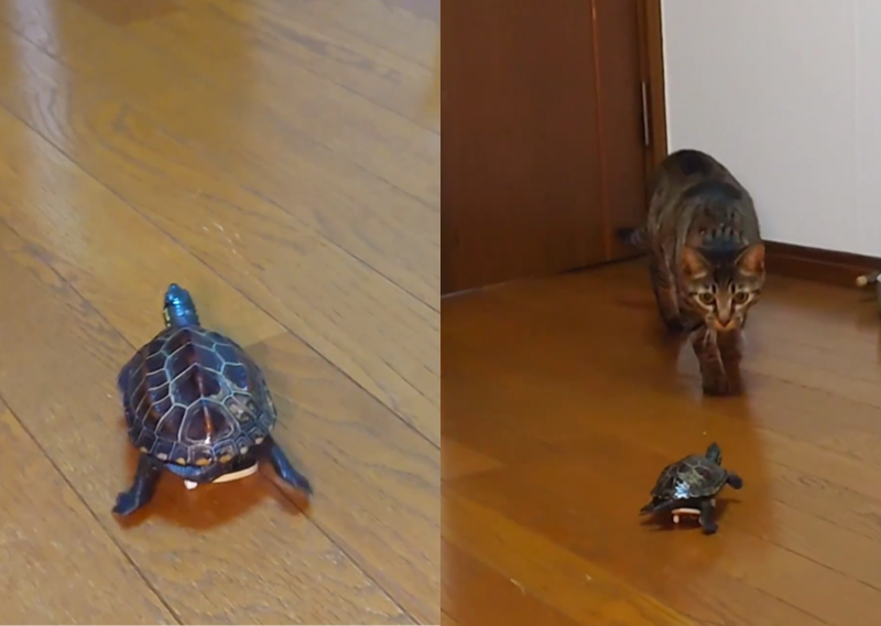 Montagem de duas fotos com a tartaruga em cima do skate e brincando com o gato