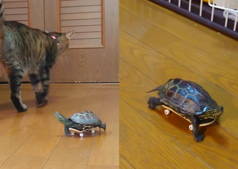 Montagem de duas fotos mostrando a tartaruga andando de skate e brincando com o gato
