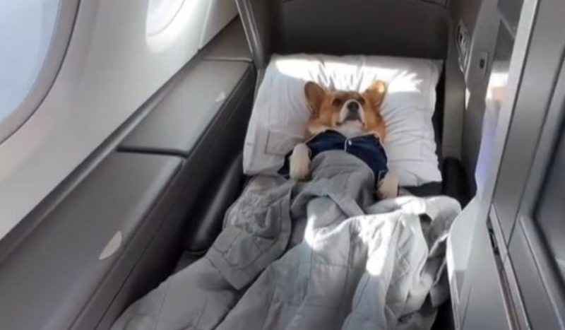 Imagem mostra o cachorro viajar de avião na primeira classe e ressignificar o termo "vida de cão"