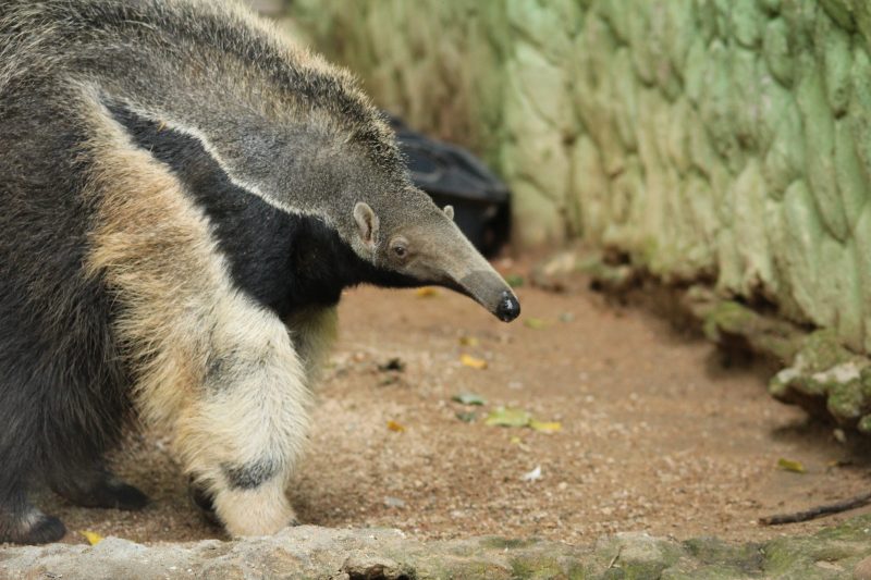 The giant anteater is a terrestrial animal.  Photo: Bioparque Zoo Pomerode/Disclosure.