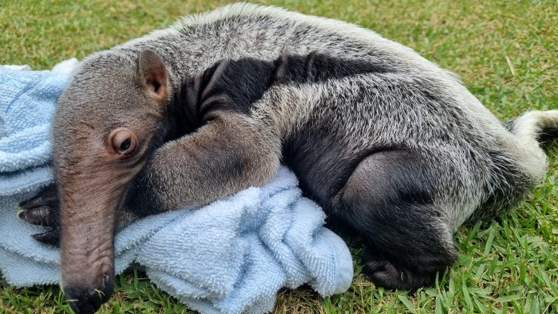 According to the zoo team, the cub developed very well and, despite its very young age, is almost the same size as its father.  Photo: Bioparque Zoo Pomerode/Disclosure.