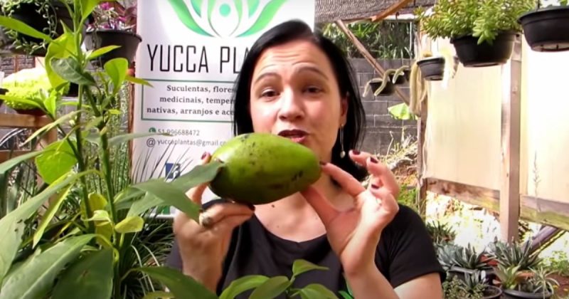 Primeiro, a semente deve ser cultivada em um copo descart&aacute;vel – Foto: @YUCCAPLANTAS/Reprodu&ccedil;&atilde;o/ND