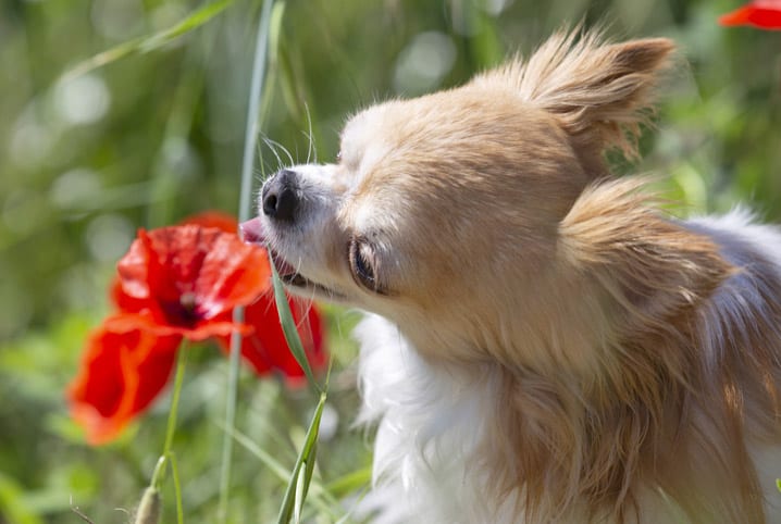 Alerta vermelho: 7 plantas tóxicas para cachorros que podem estar escondidas em sua casa