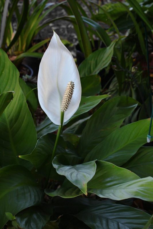 L&iacute;rio-da-paz – Foto: Mauricio Mercadante/Reprodu&ccedil;&atilde;oND