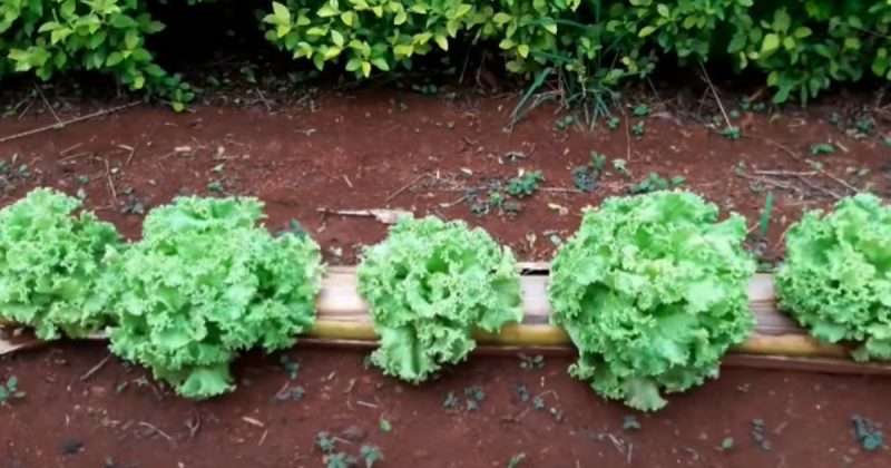 Todo o processo leva aproximadamente dois meses – Foto: @Pomareplantasadr/Reprodu&ccedil;&atilde;o/ND