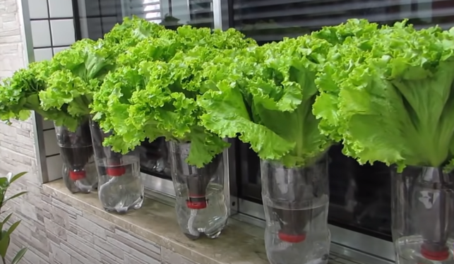 Aprenda como fazer alface automaticamente – Foto: Divulga&ccedil;&atilde;o/Reprodu&ccedil;&atilde;o/ND