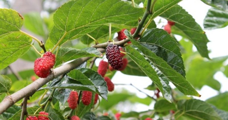 Acusados mantinham dep&oacute;sito de drogas embaixo de p&eacute; de amoras – Foto: Pixabay/Reprodu&ccedil;&atilde;o/ND
