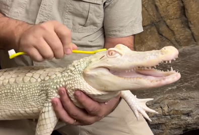 Animal "sorri" após ganhar um carinho do cuidador - Foto: Jay Brewer/Reprodução/ND