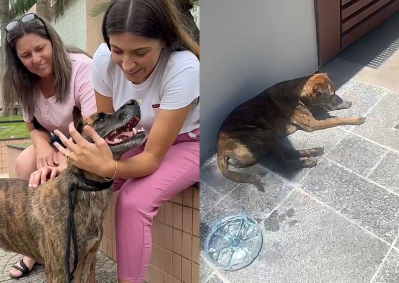 Cachorro perdido percorre 30 km até reencontrar sua família em Florianópolis