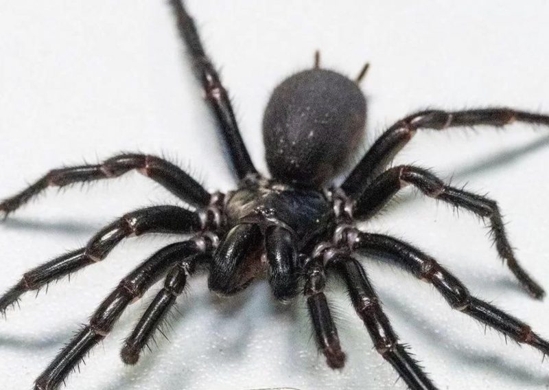 Aranha ‘gigante e letal’ impressiona por seu tamanho e veneno poderoso