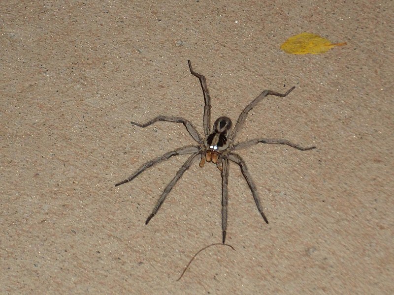 Aranha-marrom preocupa Ministério da Saúde 