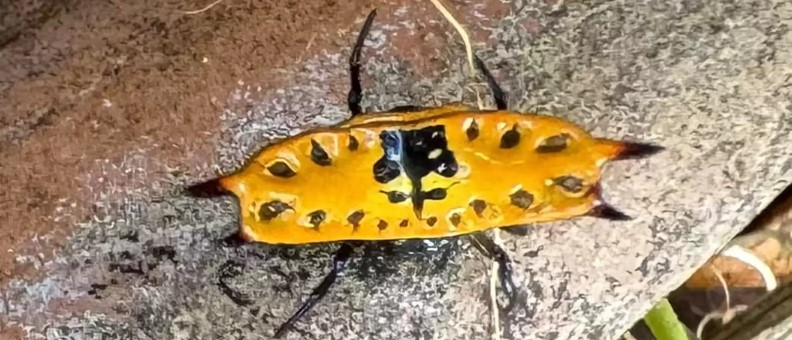 Criatura estranha se trata de uma aranha – Foto: Facebook/Reprodu&ccedil;&atilde;o/ND