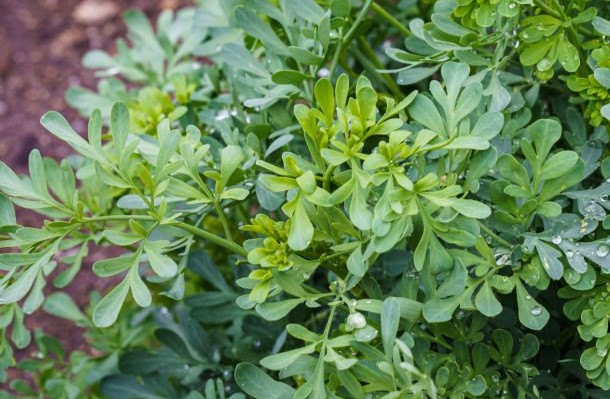 Arruda tamb&eacute;m pode contribuir – Foto: Xtrekx/Istockphoto/Reprodu&ccedil;&atilde;o/ND