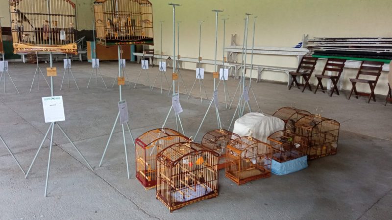 Torneio de aves está temporariamente suspenso