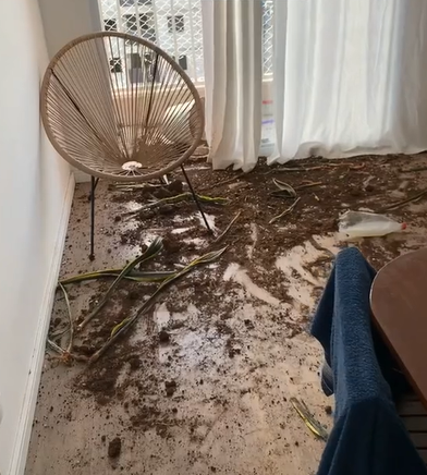 Cachorra faz estrago em sala de estar com barro e plantas - Foto: Giovanna Luíza/Reprodução/ND