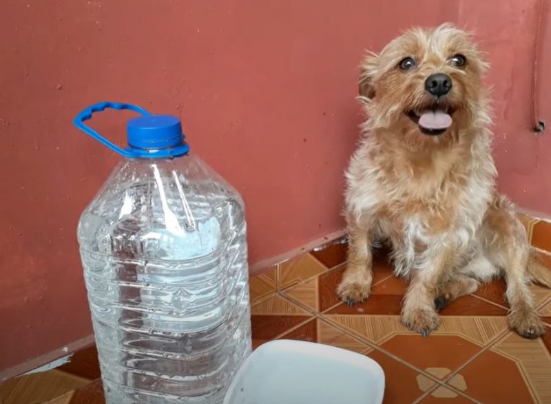 Veja como fazer um bebedouro autom&aacute;tico com garrafa pet para refrescar animais – Foto: Hedeblan/Reprodu&ccedil;&atilde;o/ND