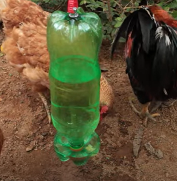 Aprenda a fazer bebedouro ‘autom&aacute;tico’ com garrafa pet – Foto: Divulga&ccedil;&atilde;o/Reprodu&ccedil;&atilde;o/ND