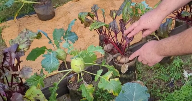 Projeto s&oacute; precisa de garrafa pet e substrato – Foto: @vamoaliofficial/Reprodu&ccedil;&atilde;o/ND