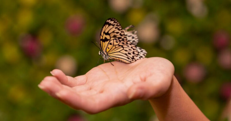 Borboleta pousada em mão humana