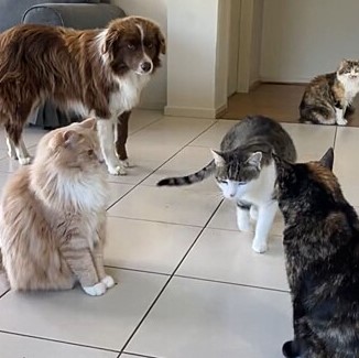 Cão cuida de gatos na sala de estar. Felinos ao redor do cão que observa os mesmos.