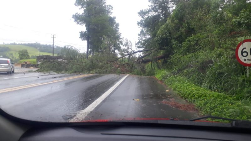 &Aacute;rvore ca&iacute;da sobre a pista na localidade de Bracatinga, em Trombudo Central – Foto: Reprodu&ccedil;&atilde;o/ND